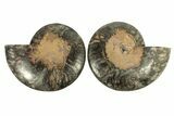 Cut & Polished Ammonite Fossil - Unusual Black Color #267913-1